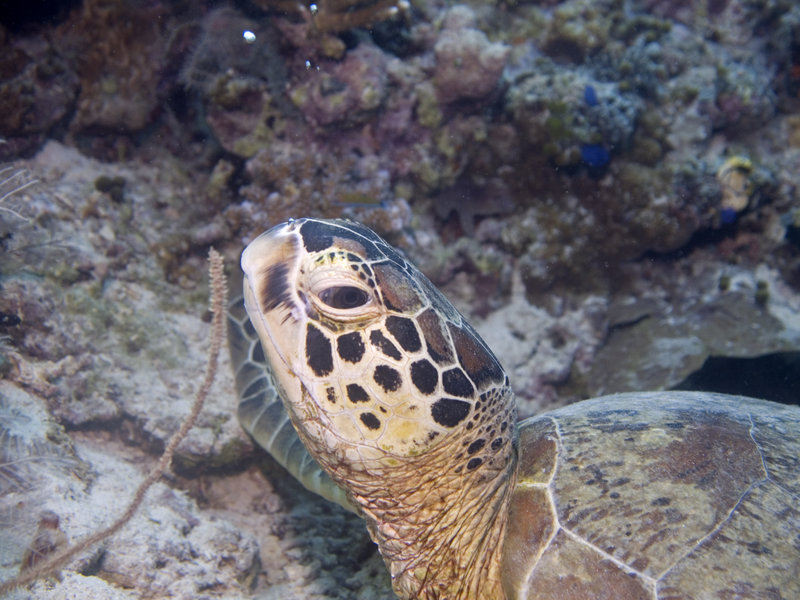 Turtle, Sipadan